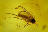 Fossil Fly (Diptera) and Beetle (Coleoptera) In Baltic Amber #173693-2